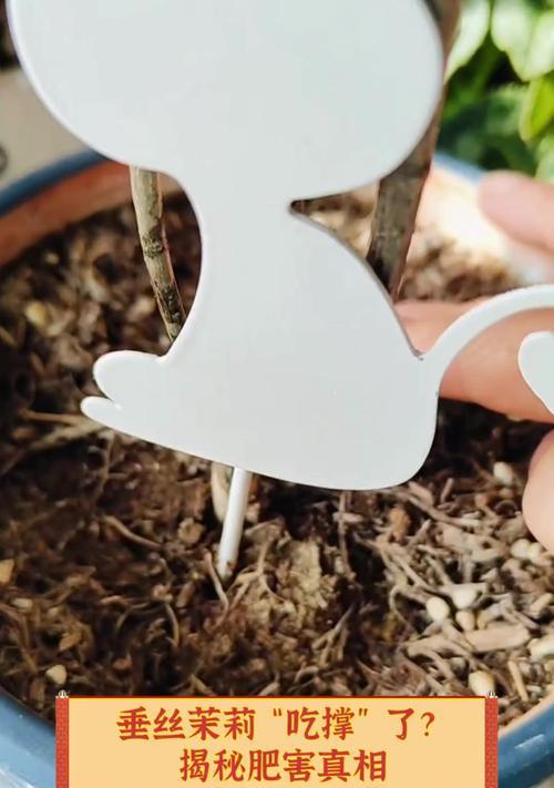 如何正确给茉莉花施肥？（茉莉花肥料施用方法及注意事项）