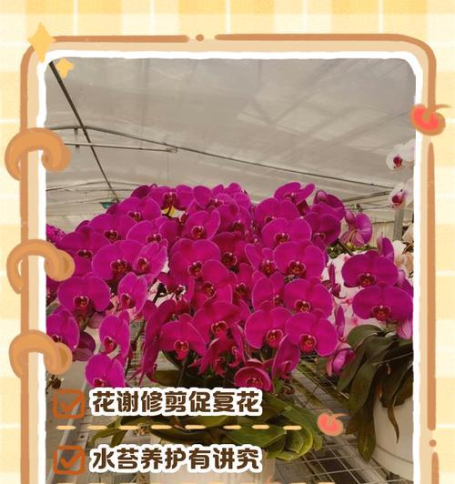 蝴蝶兰开完花后的处理方法（延长蝴蝶兰花期的关键方法与技巧）