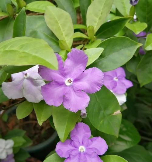 紫色茉莉的养护秘籍（打造盛开如云的紫色茉莉花园）