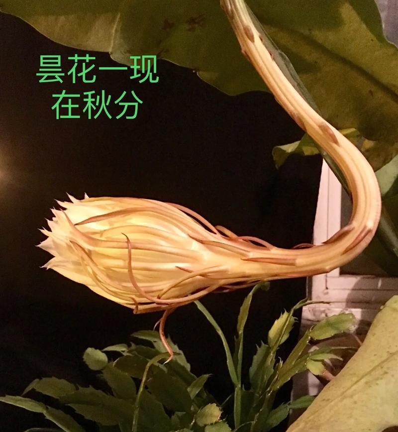 以昙花的枝如何养护？（从栽培到绽放，探索昙花的枝的养护秘籍）