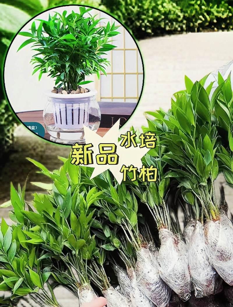 如何养护如意竹，让其茁壮成长