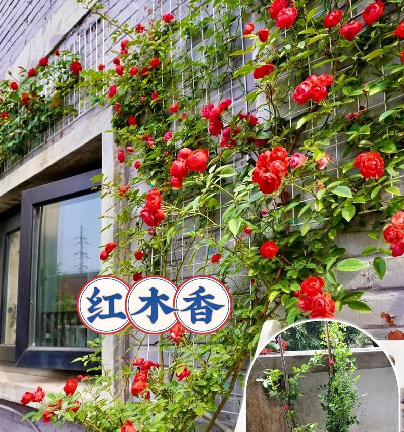 红木香开花全攻略（花期月份、开花次数、时间，样样详解）