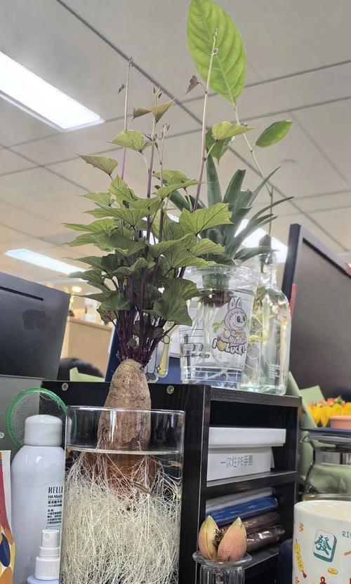 红薯水养的方法及注意事项（如何以红薯切开来进行水养，让它茁壮成长？）