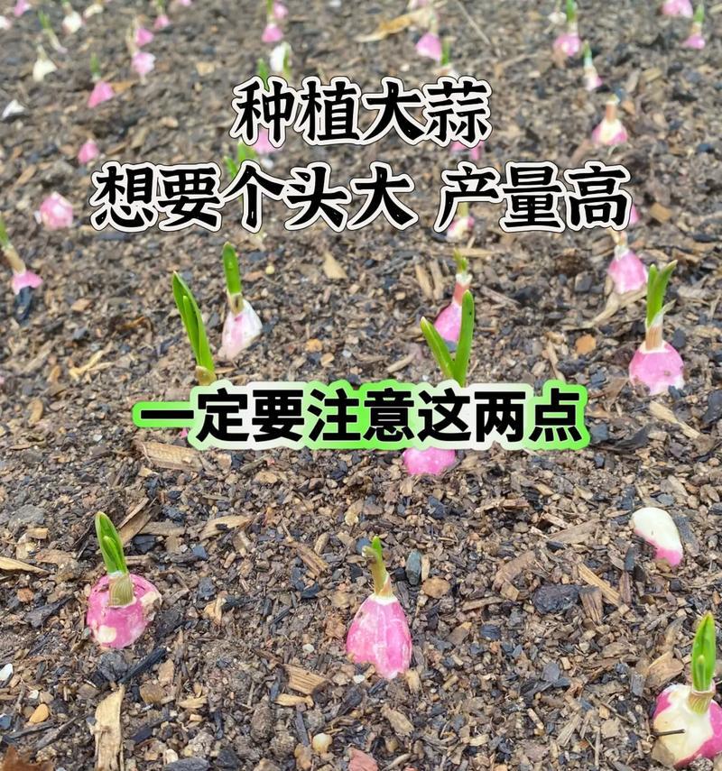 蒜花种植方法及注意事项（从选种到收获，轻松培育自家蒜花）