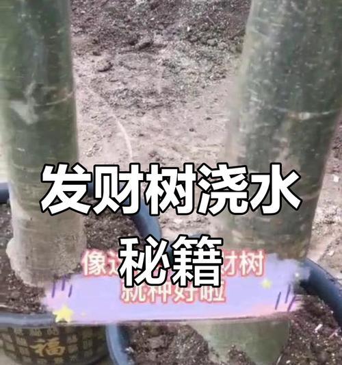 发财树种子的浇水技巧（揭秘发财树种子浇水的秘密，让财富源源不断）