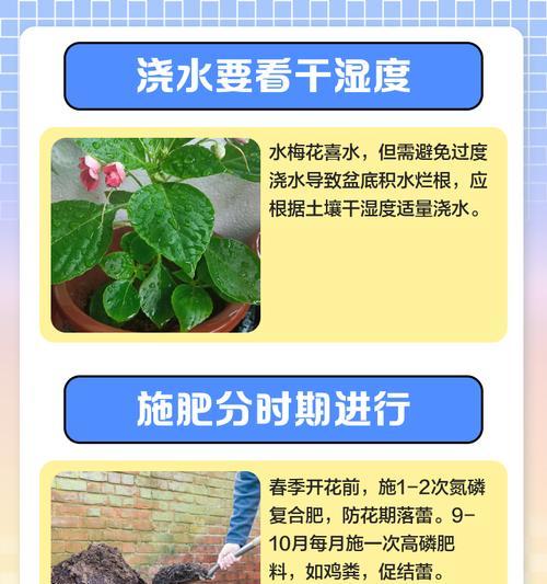 如何正确保养新鲜采摘的梅花
