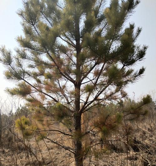 樟子松的种植技巧（了解樟子松的特点和种植步骤，打造美丽的绿色景观）