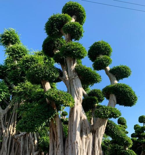 以榕树为主题的造型艺术探索（榕树之美的艺术再现与表达）