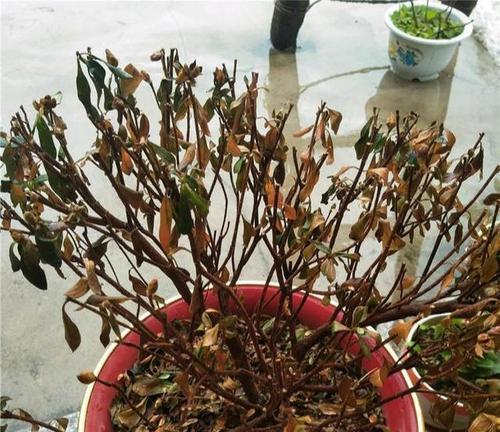 冬天仙人指花为何会掉叶片？（探究仙人指花在寒冷季节中叶片脱落的原因与解决方法）