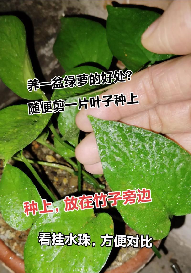 绿萝不扎根的原因与解决方法（为什么绿萝不扎根？如何解决绿萝不扎根的问题？）