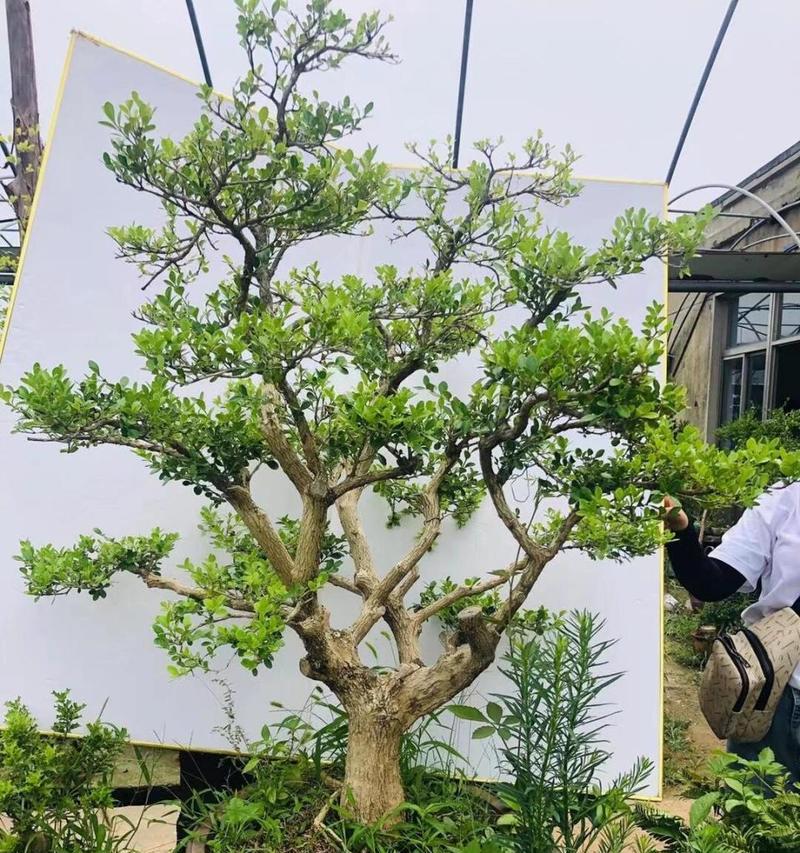 黄杨盆景叶片脱落原因与解决方案（如何防止黄杨盆景掉叶子，营造健康生长环境）