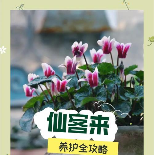 以仙鹤来花怎么养殖？（了解仙鹤来花的关键养殖技巧）