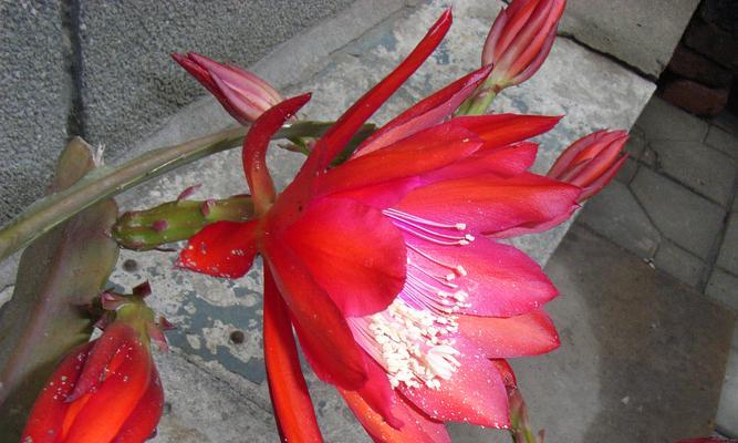 以今箭荷花为主题的文章（探索荷花的美丽与意义）