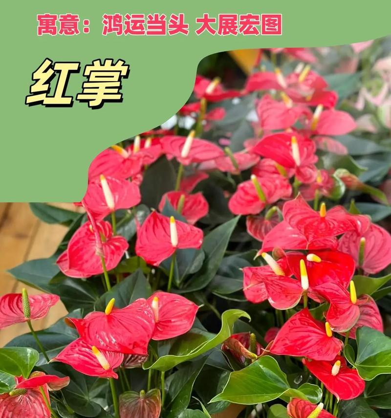 红掌花——美丽而热情的热带之花（红掌花的种植与养护，让你的家庭花园充满热带风情）