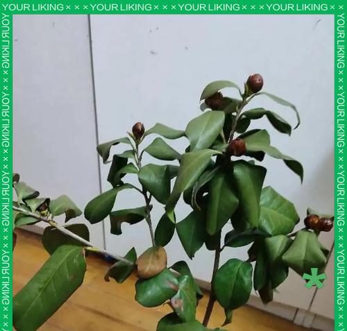 茶花花苞死了怎么办？茶花养殖的小贴士（教你如何处理茶花花苞枯萎的情况，让茶花焕发新生命）