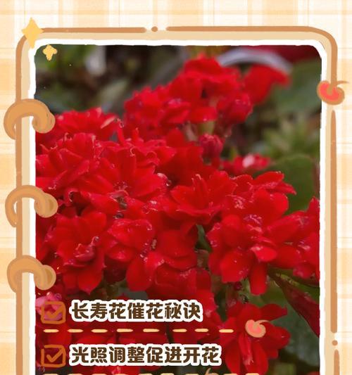 长寿花缺少光照怎么办（有效方法帮助长寿花解决光照问题）