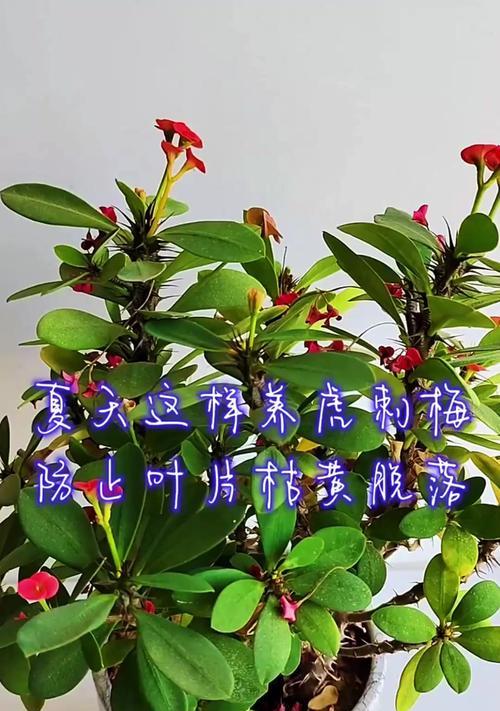 以虎梅刺怎么养？（掌握虎梅刺的养殖技巧，打造美丽花园）