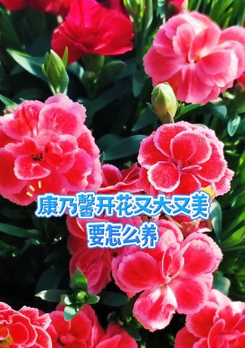 康乃馨养护全指南（了解如何正确养护康乃馨，让其绽放迷人芬芳）