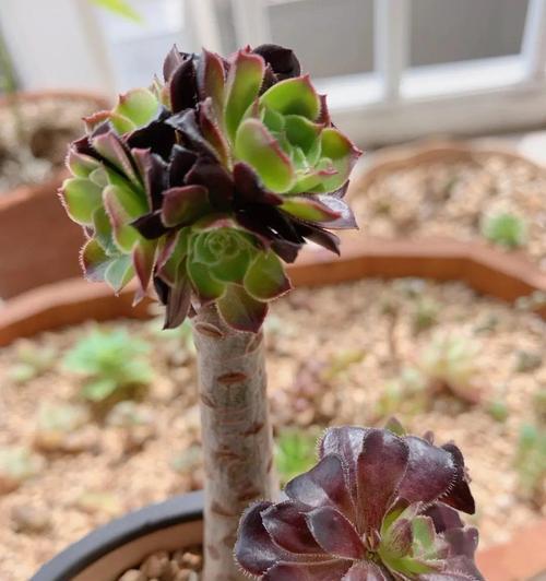 多肉植物如何培育出分支（学会正确的多肉植物繁殖技巧，轻松培养出分支）