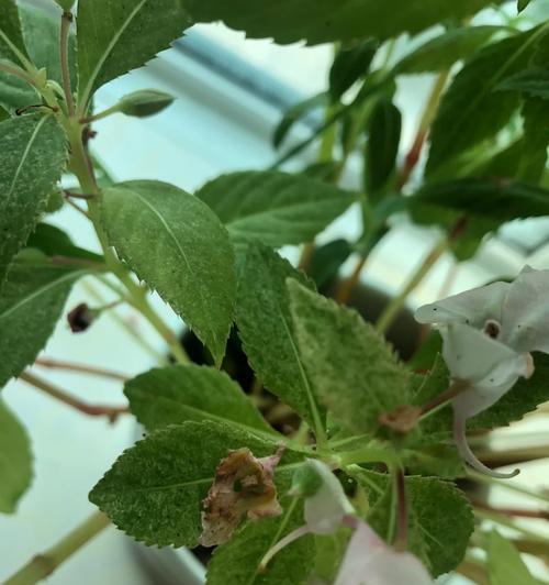 如何处理玻璃翠花叶子上的虫害？（保护你的玻璃翠花不受虫害侵扰）