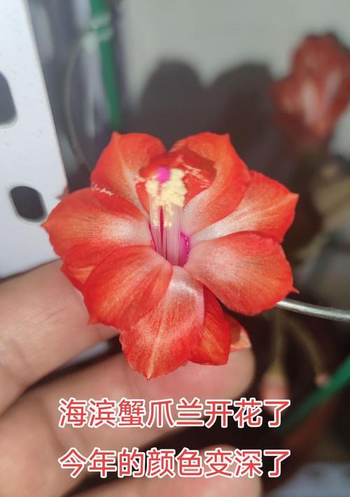 蟹爪兰生长过长怎么办？（如何控制蟹爪兰的生长速度）