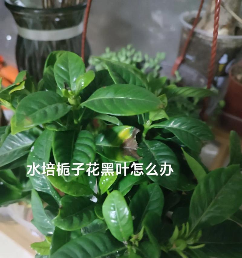 栀子花的繁花绽放与后续处理方法（解析栀子花的种植与养护，让其持久迷人）