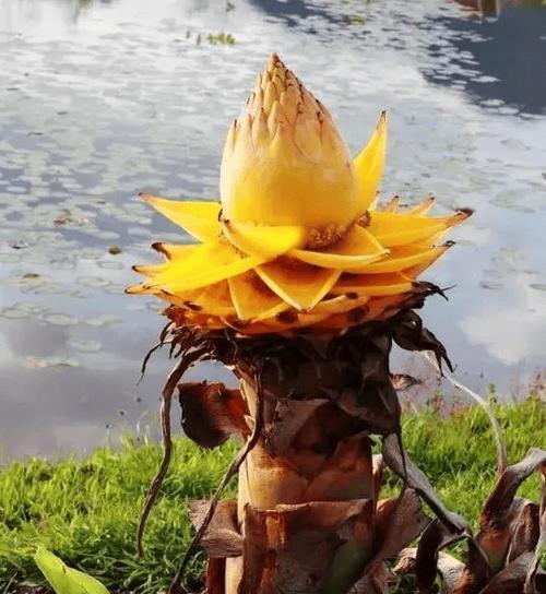 霸王花的养殖指南（了解霸王花的特点与养护技巧，打造花园中的瑰丽之星）