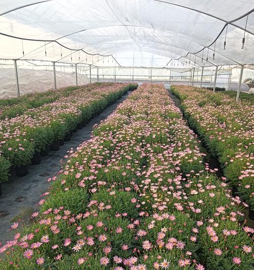 甜蜜菊（探索甜蜜菊的花语和养殖技巧）