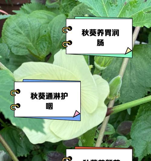 秋葵籽的神奇之处（探秘秋葵籽的功效与作用，了解食用方法）