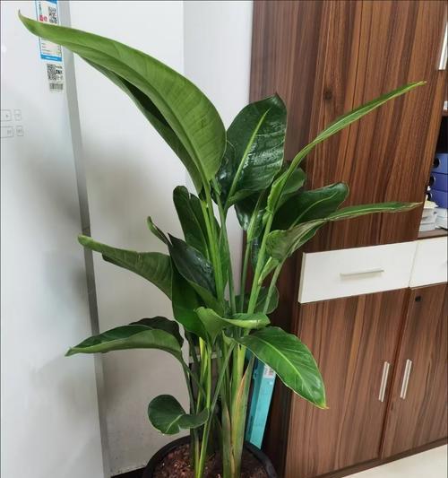 如何正确养护初种的鹤望兰？（初种的鹤望兰养护技巧及注意事项）