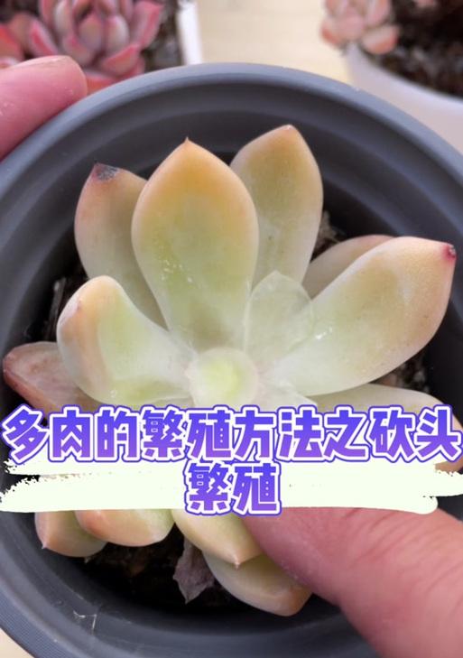 多肉植物如何进行扦插繁殖（简单易学的多肉扦插方法，助你成功繁育更多可爱多肉植物）