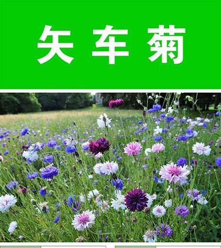 如何成功种植转运竹种子（全面指南，让你轻松栽培转运竹）