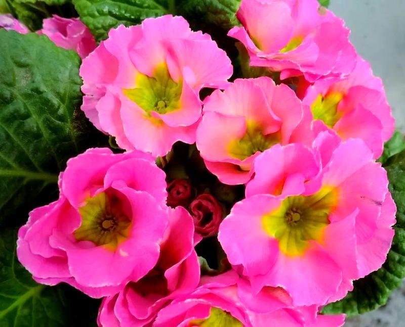 春花如何养殖——四季报春花种植技巧（以四季报春花为例，教你轻松打造美丽花园）