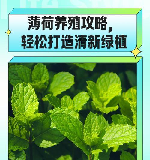 薄荷养护指南（掌握关键技巧，轻松培养薄荷）