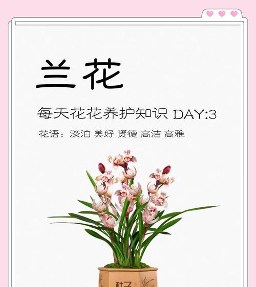 兰花开花的秘诀（培养兰花开花的技巧与方法）