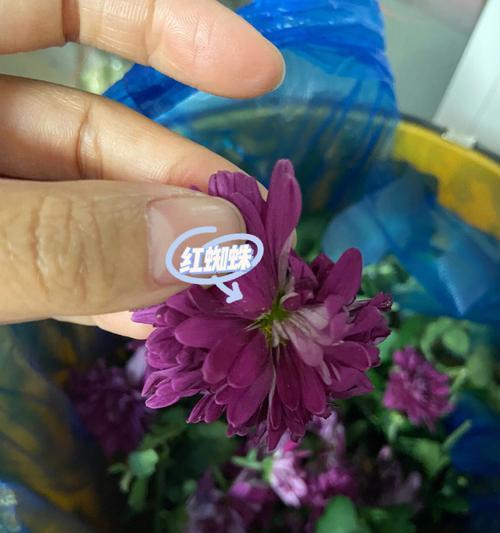 荷兰菊冻了怎么办？（应对荷兰菊冻的有效方法及注意事项）