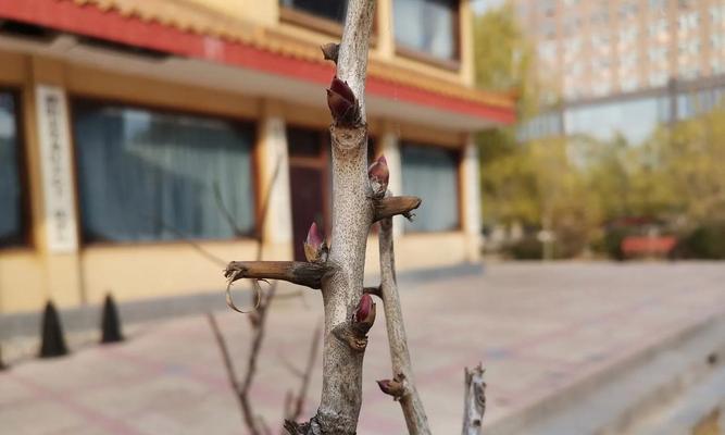 叶子枯了如何修剪（有效修剪方法及注意事项）