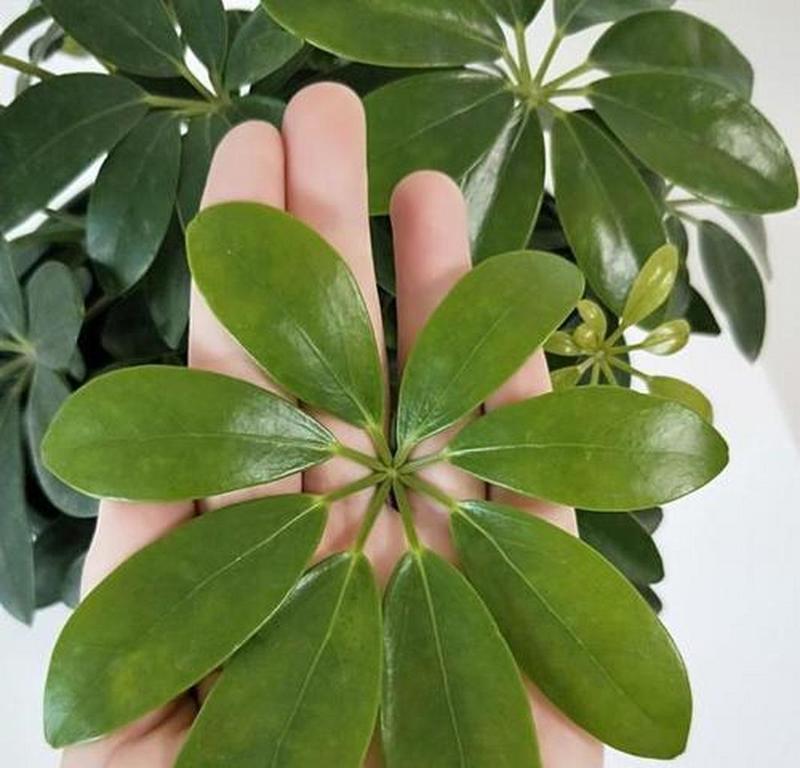 如何处理鸭掌叶子上的斑点问题？（鸭掌叶子斑点，快速解决方法大揭秘！）