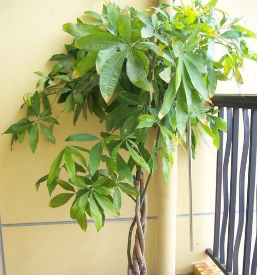 探究树旱黄的原因及防治方法（保护植被健康，解决树旱黄问题）