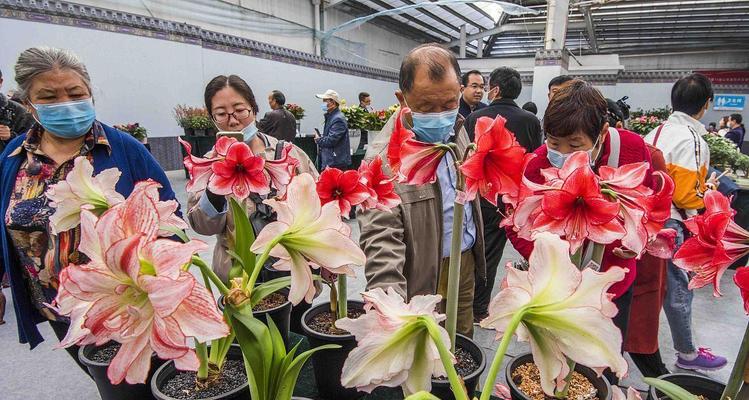 怎样让令箭荷花绽放绚丽的花朵？（揭秘令箭荷花开花的诀窍）