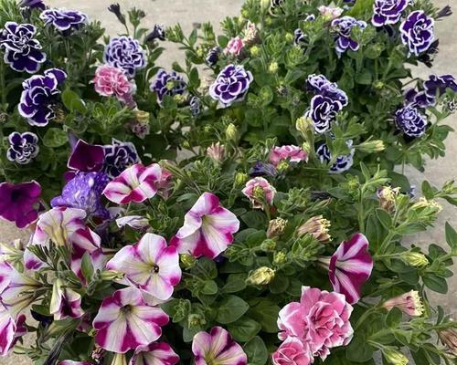 室内牵牛花盆栽养护指南（选择适合室内的牵牛花品种，打造舒适的花园空间）