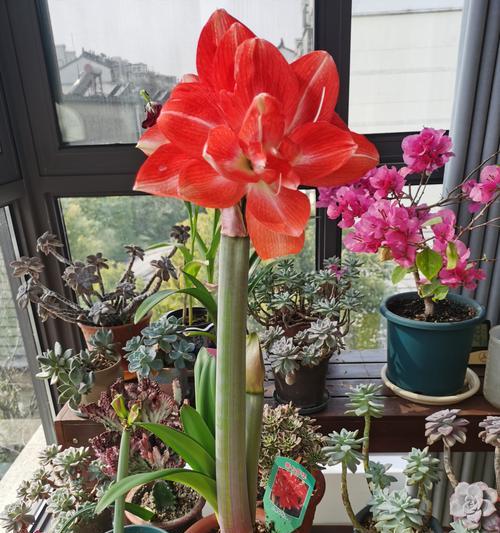 探秘朱顶红的养花技巧（如何培养朱顶红，让它开出绚烂的花朵）