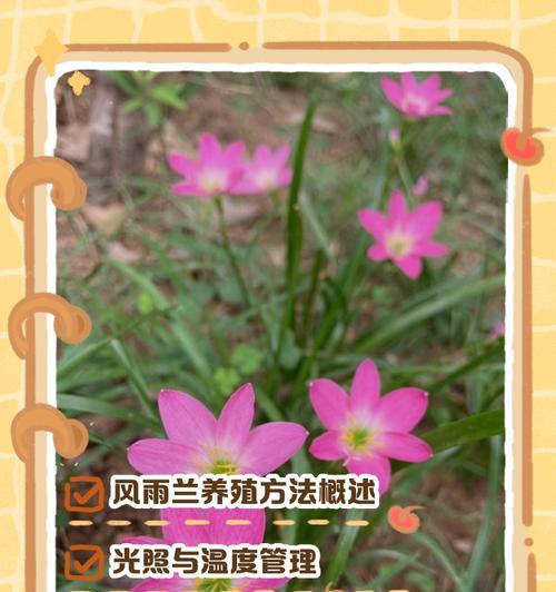 揭秘风雨兰的花期（探究兰花的生长习性和养护技巧）