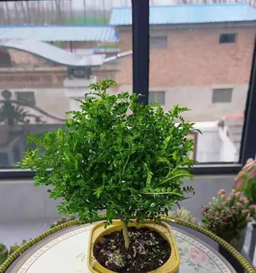 清香木叶子皱起的原因及解决方法（探寻清香木叶子皱起的根本问题，为您提供解决方案）