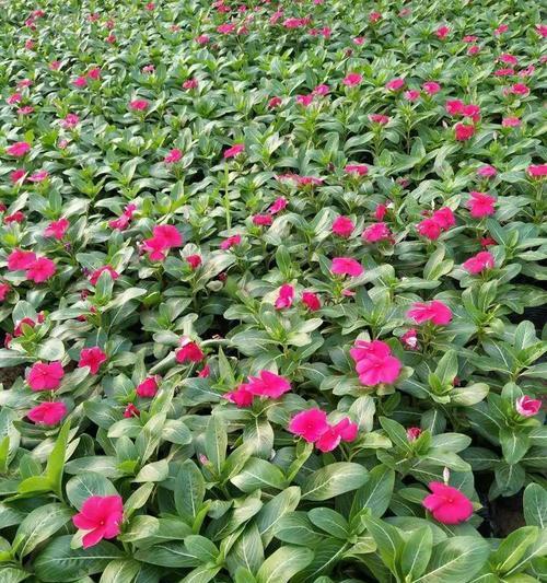 花环菊是多年生的吗？（探究花环菊的生命周期及栽培技巧）
