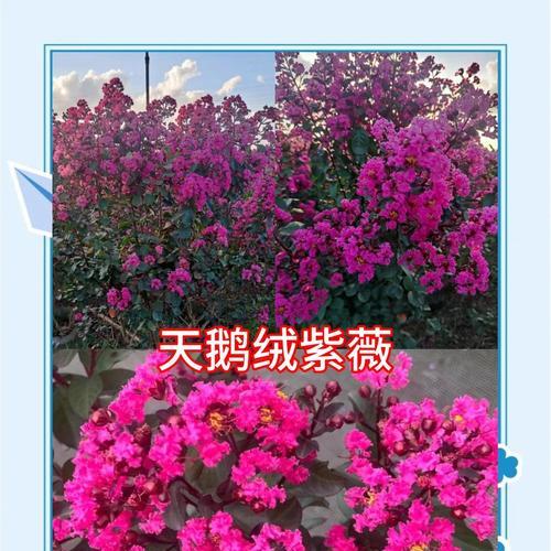 夏天如何科学浇水养护紫薇（科学浇水让紫薇茁壮成长）