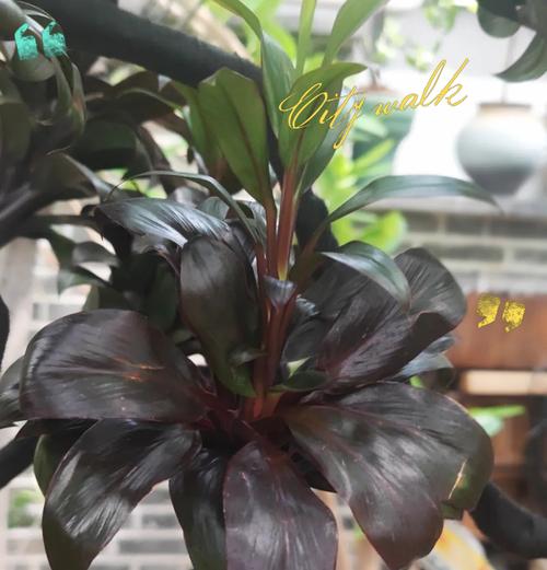 太阳神植物的水培养殖方法（以水培方式养殖太阳神植物，无需土壤却能保持良好生长状态）
