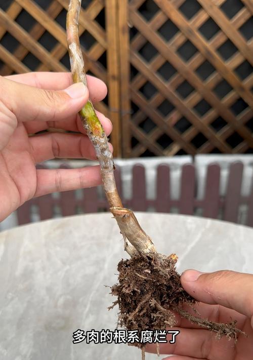 多肉叶子根部干瘪的处理方法（多肉植物根部衰弱如何拯救）