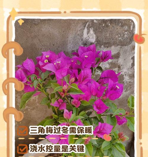 如何以花保温过冬（为您的花卉提供温暖的冬季护理方法）