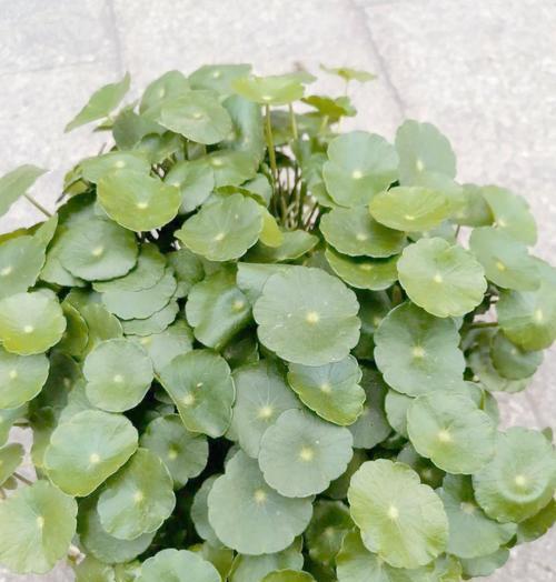 铜钱草黄叶问题的解决方法（如何有效应对铜钱草叶片变黄的情况）